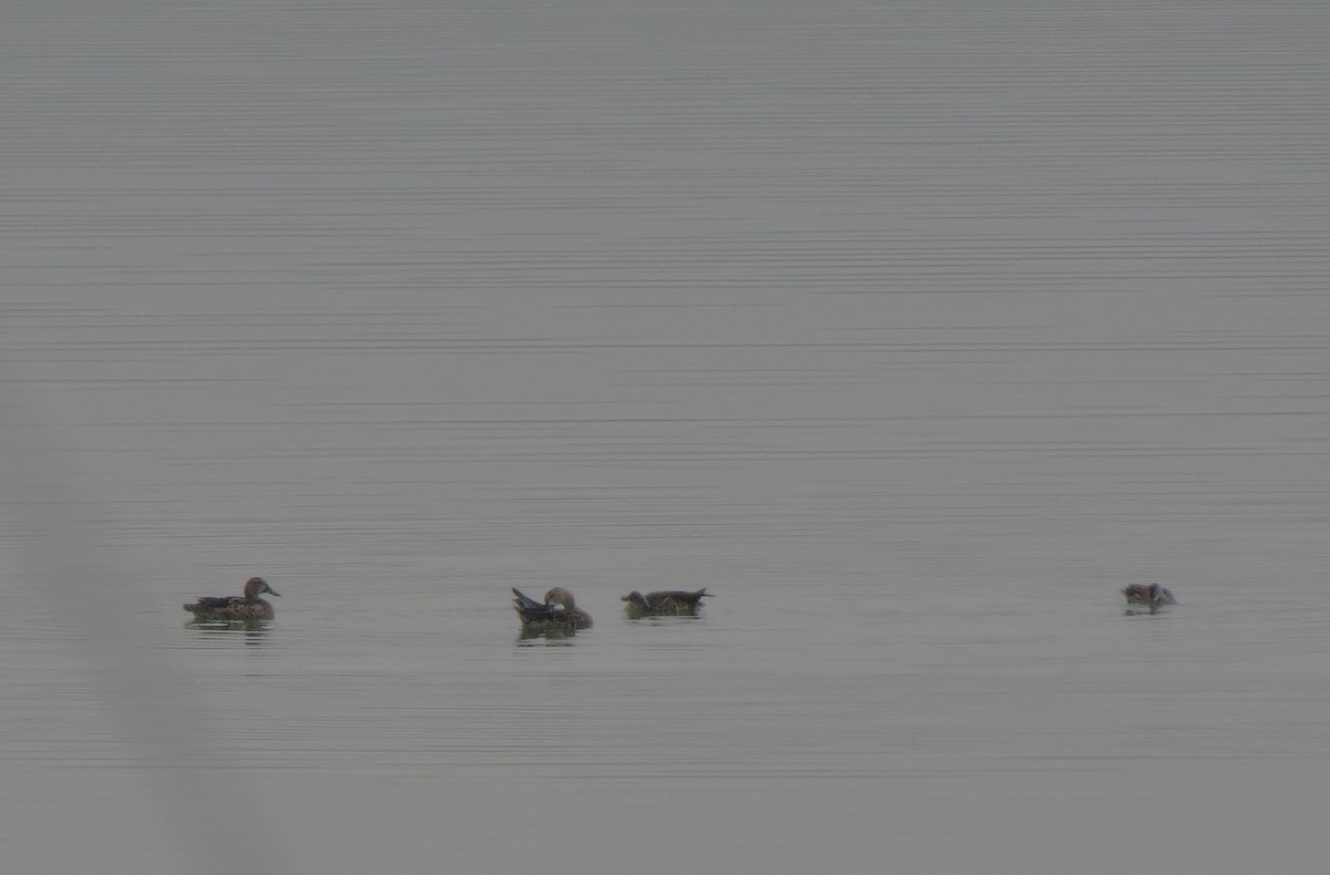 Gadwall - ML640527248