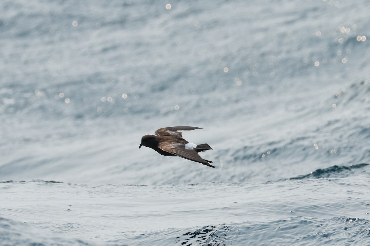 Wilson's Storm-Petrel - ML640527249