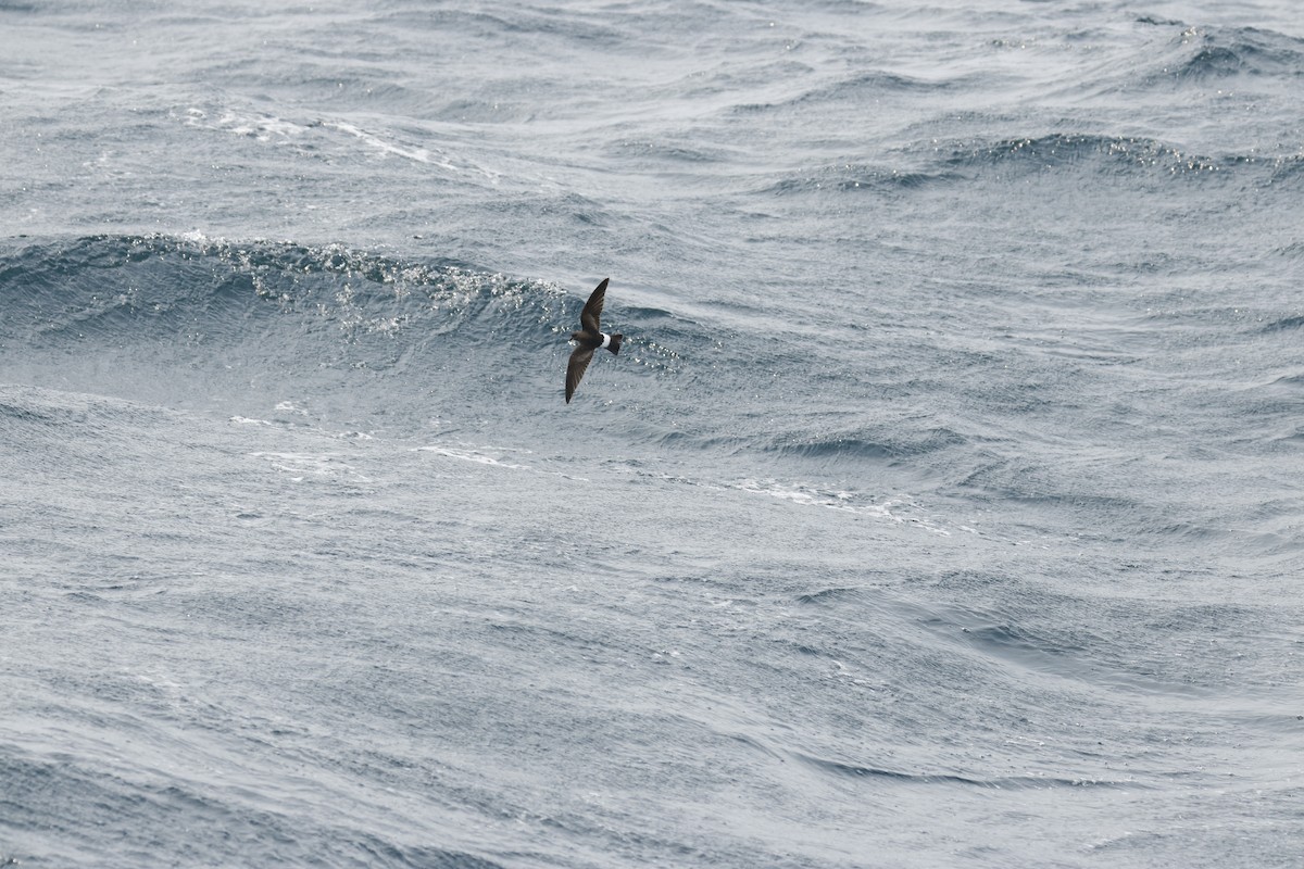 Wilson's Storm-Petrel - ML640527251