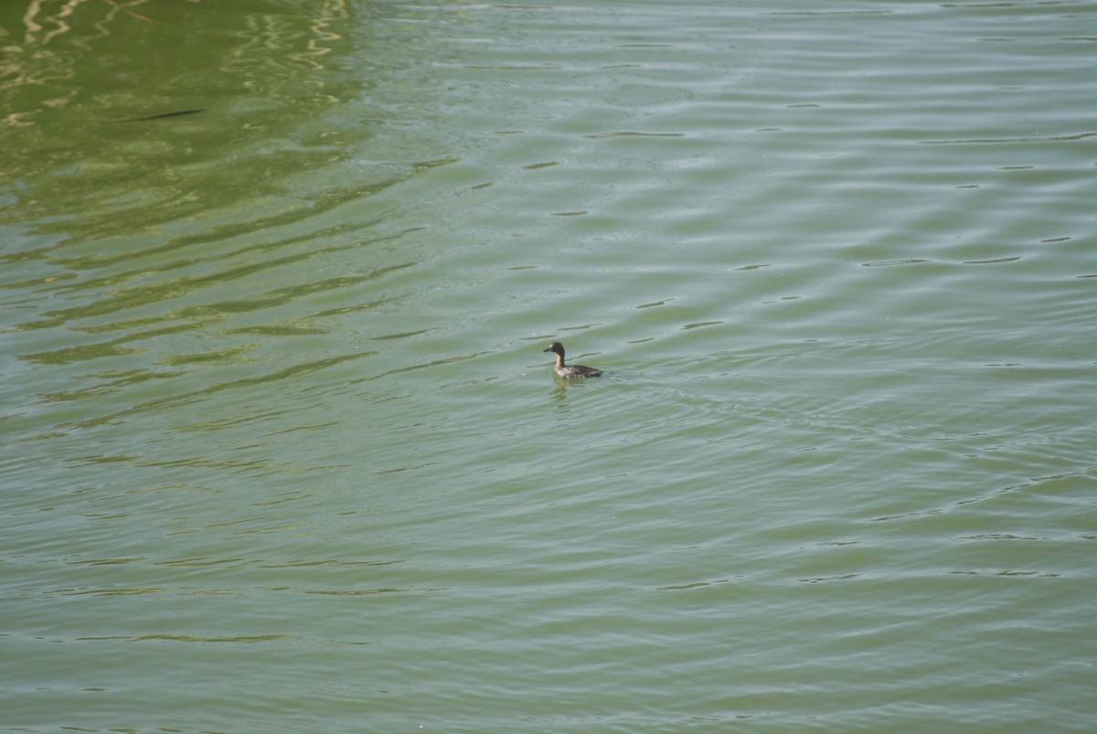Little Grebe - ML640527295