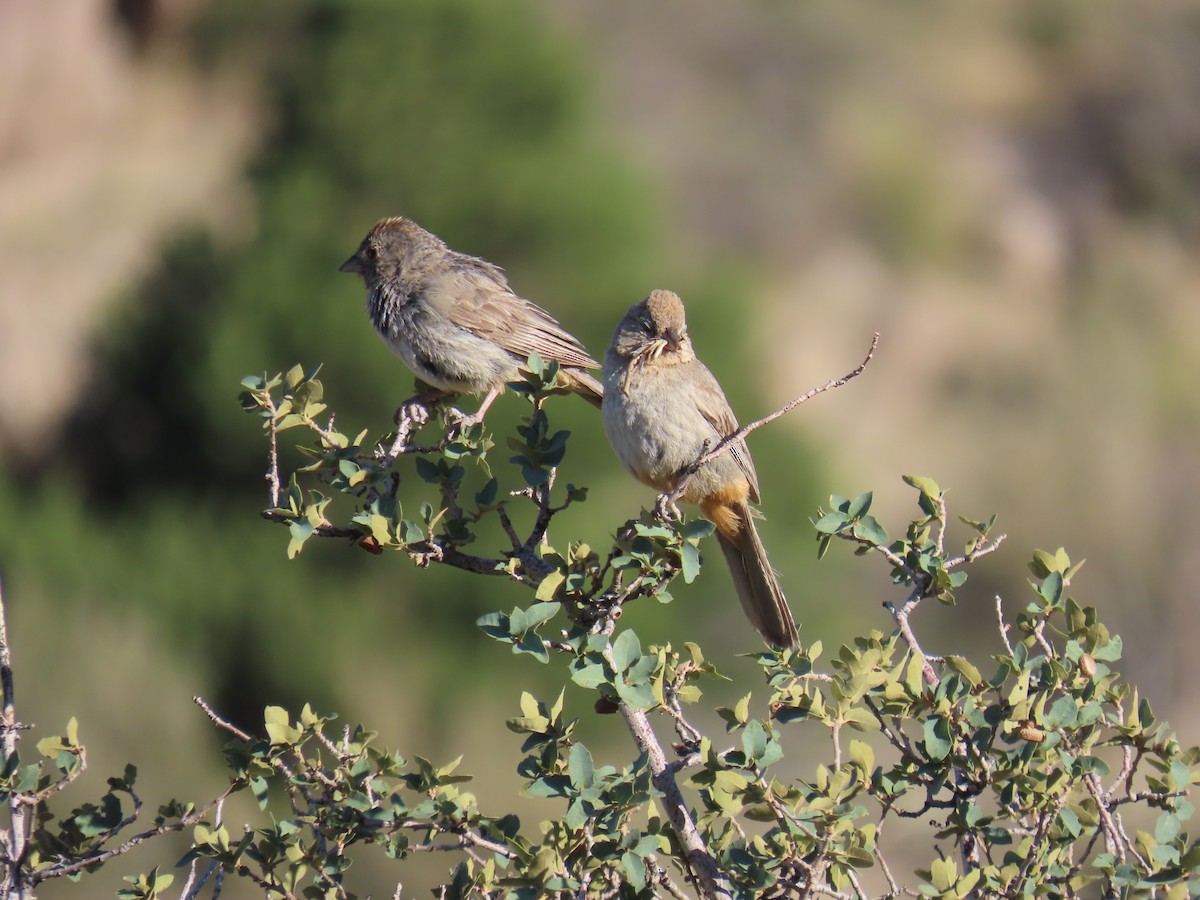 Canyon Towhee - ML640527303