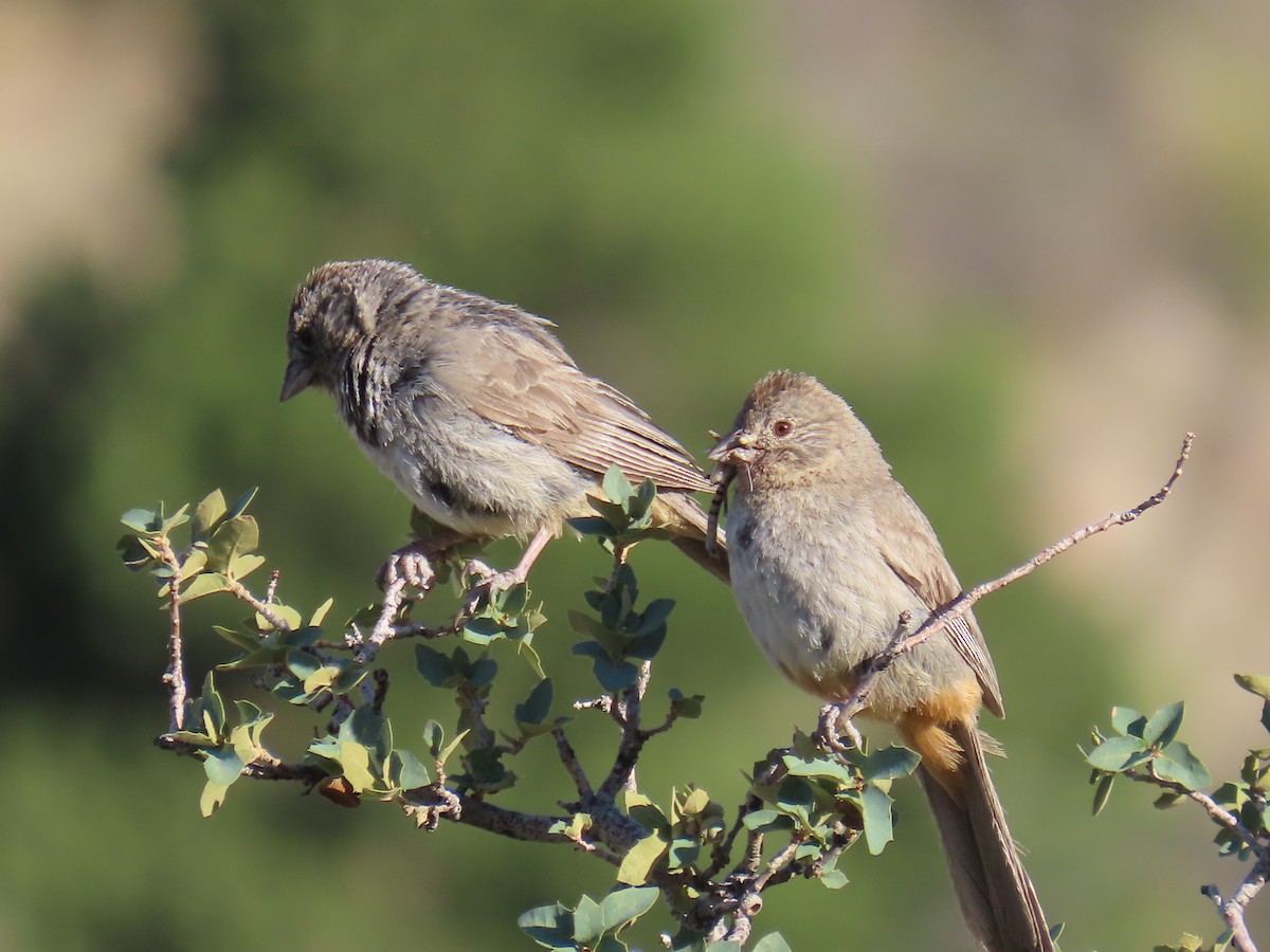 Canyon Towhee - ML640527318