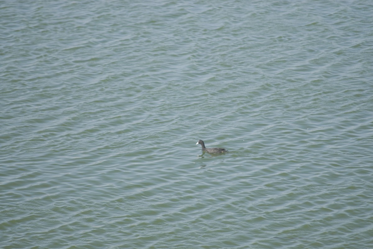 Eurasian Coot - ML640527340