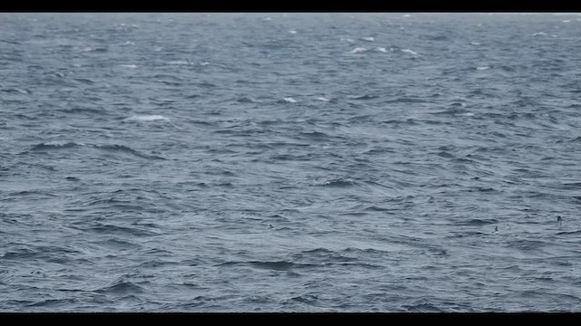 Gabai arrunta - ML640527348