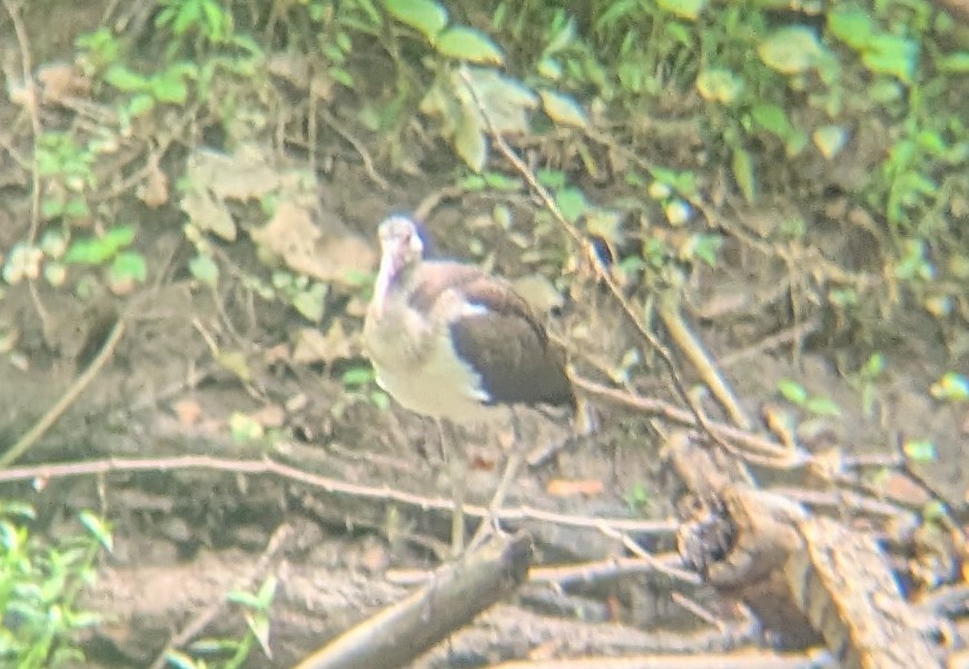 White Ibis - ML640527360