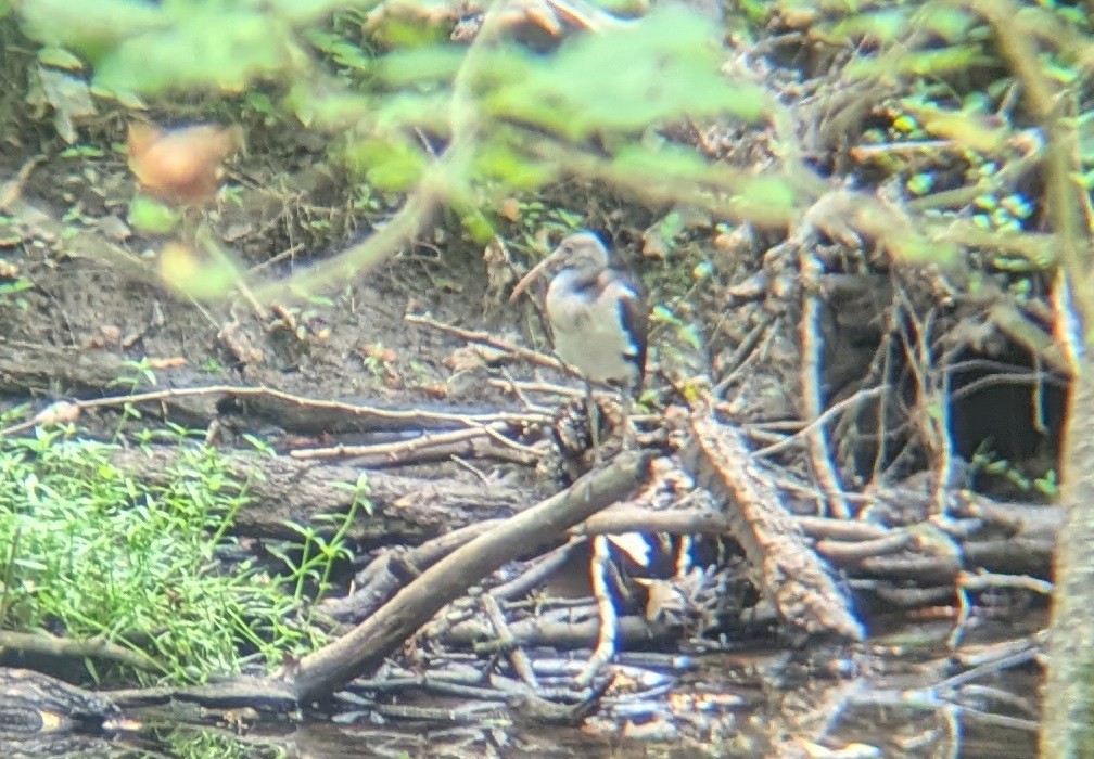 White Ibis - ML640527361