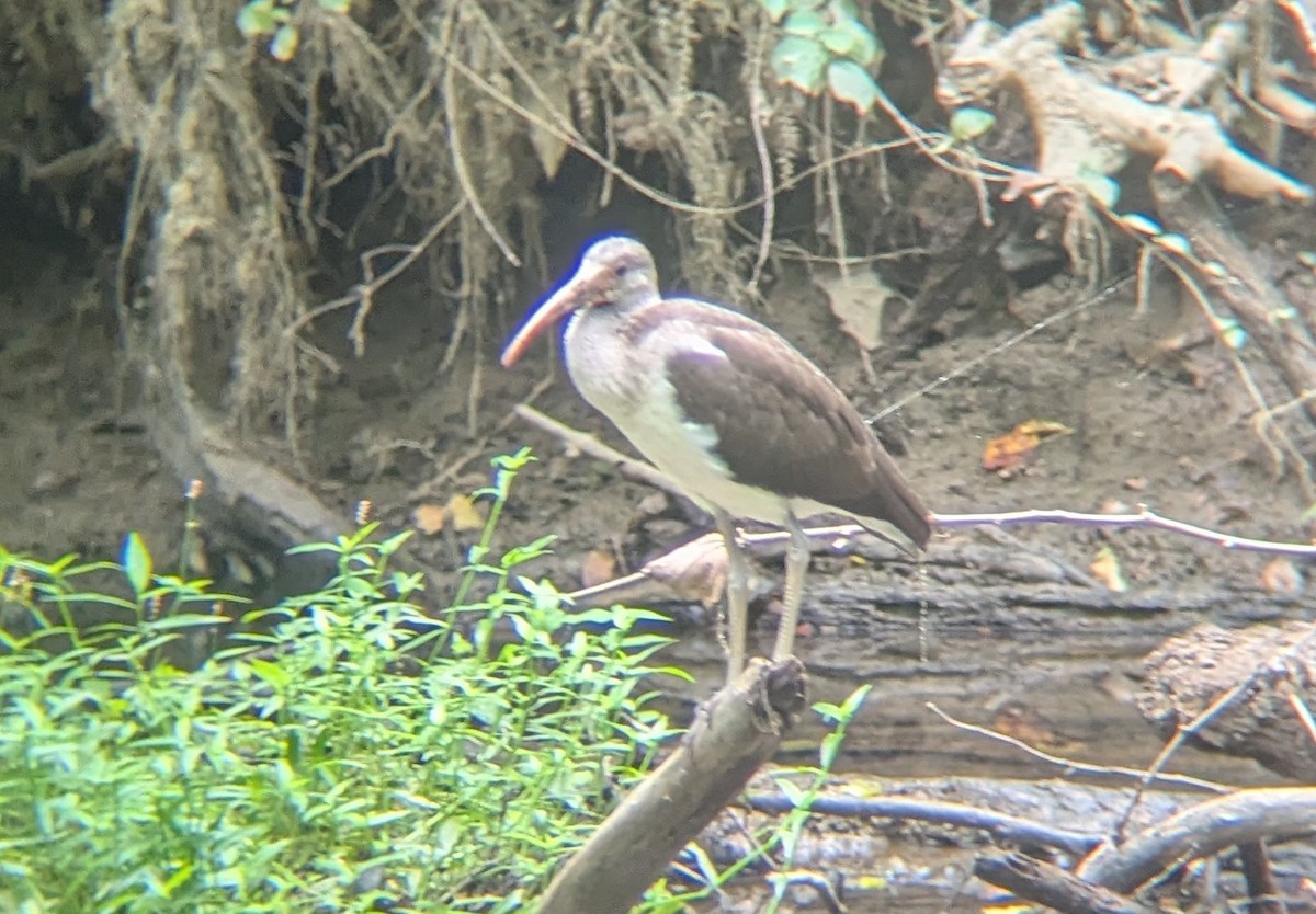 White Ibis - ML640527362