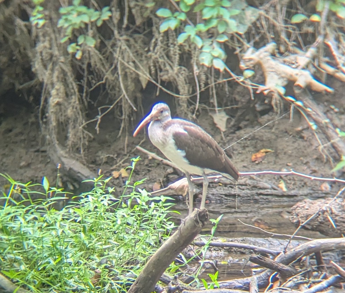 White Ibis - ML640527363