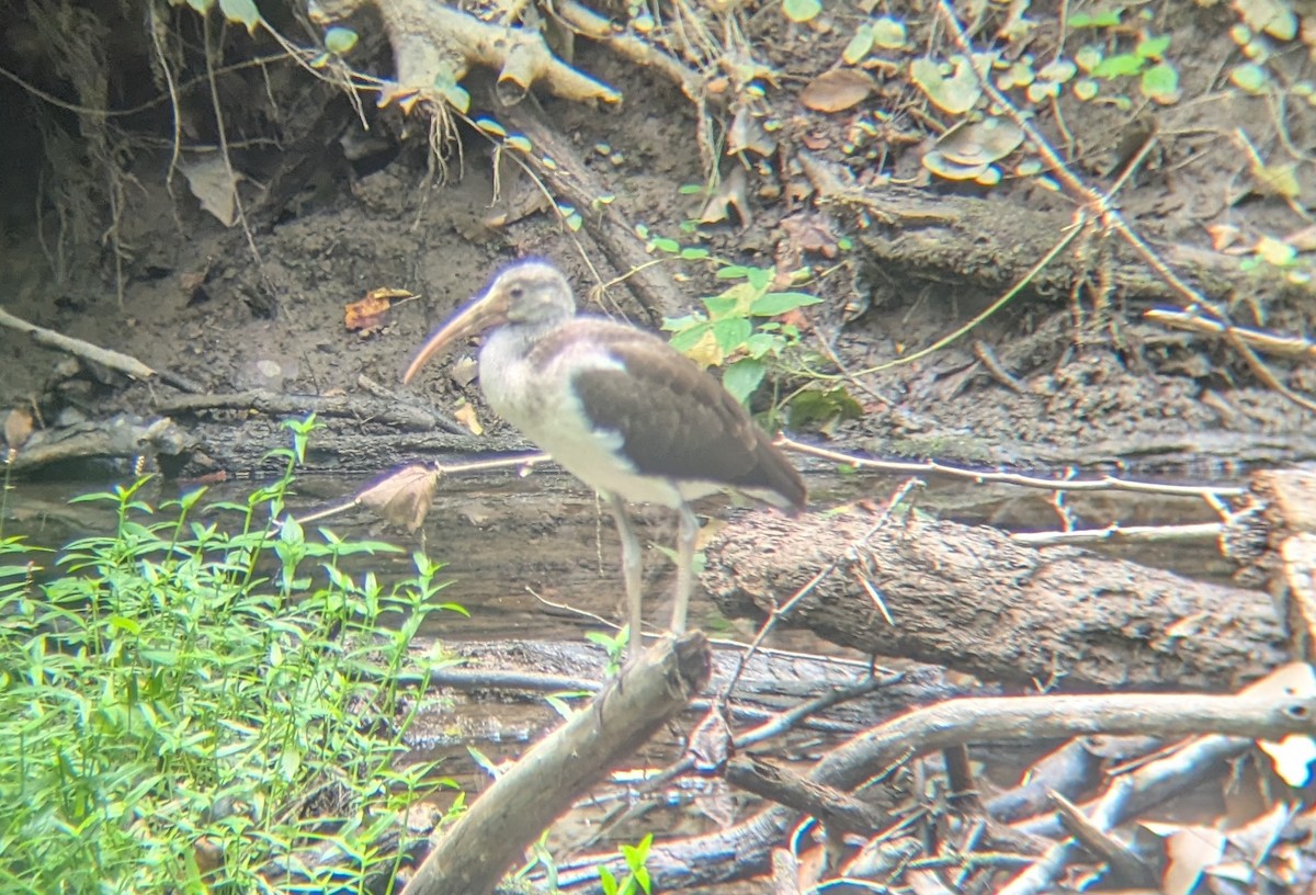 White Ibis - ML640527364