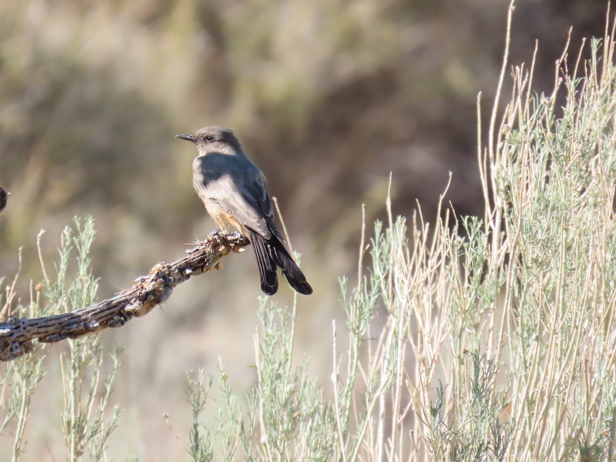 Say's Phoebe - ML640527389