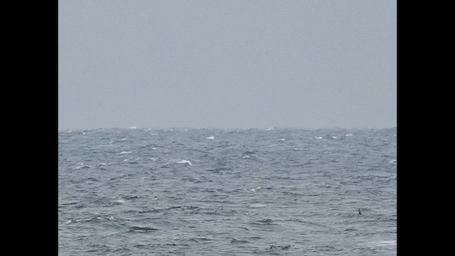 Sooty Shearwater - ML640527391