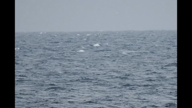 Sooty Shearwater - ML640527393