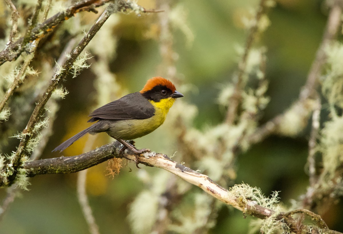 Yellow-breasted Brushfinch - ML640527395