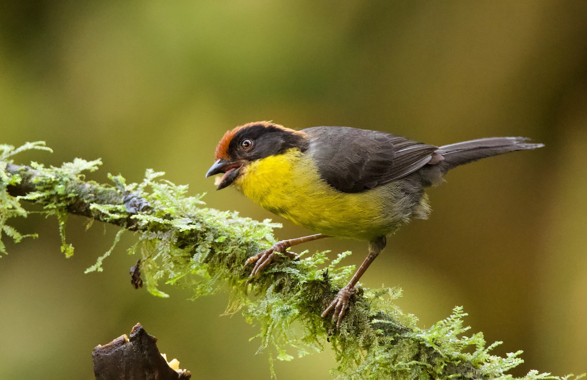 Yellow-breasted Brushfinch - ML640527396