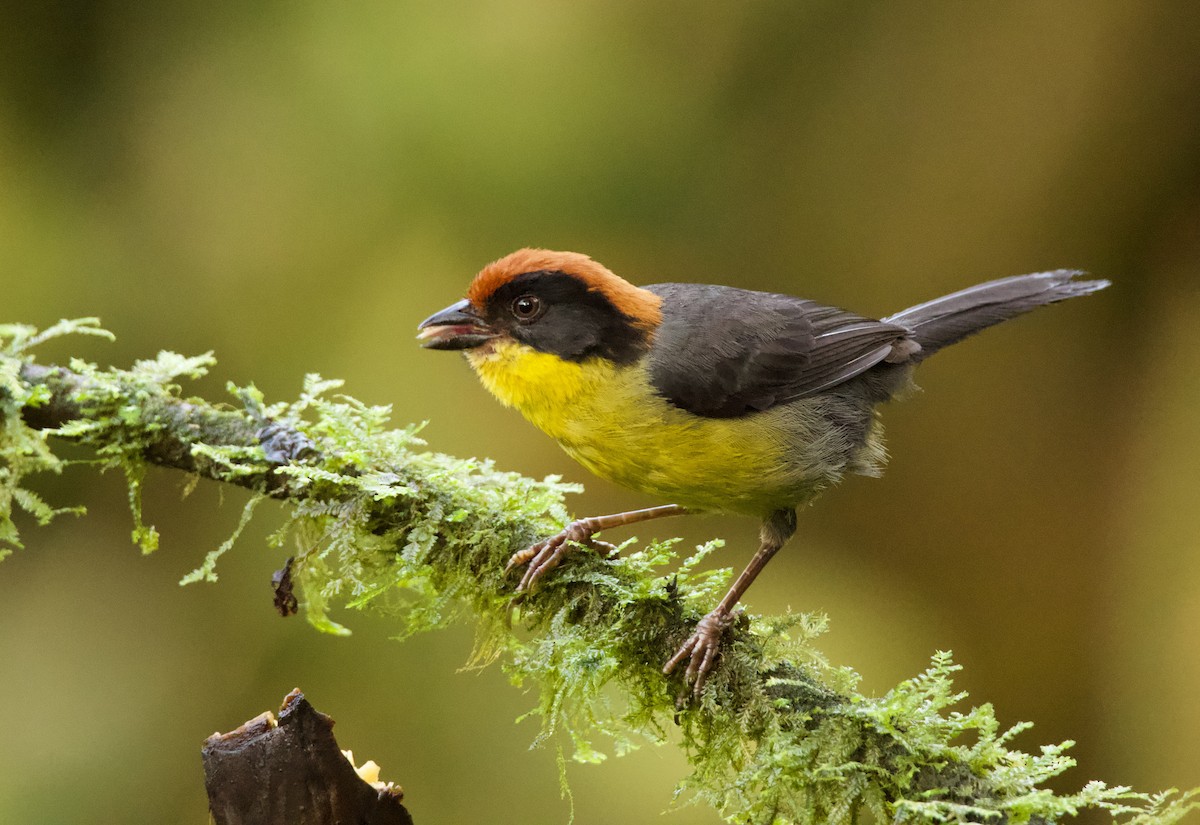 Yellow-breasted Brushfinch - ML640527397