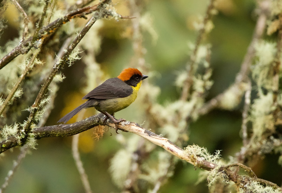 Yellow-breasted Brushfinch - ML640527398