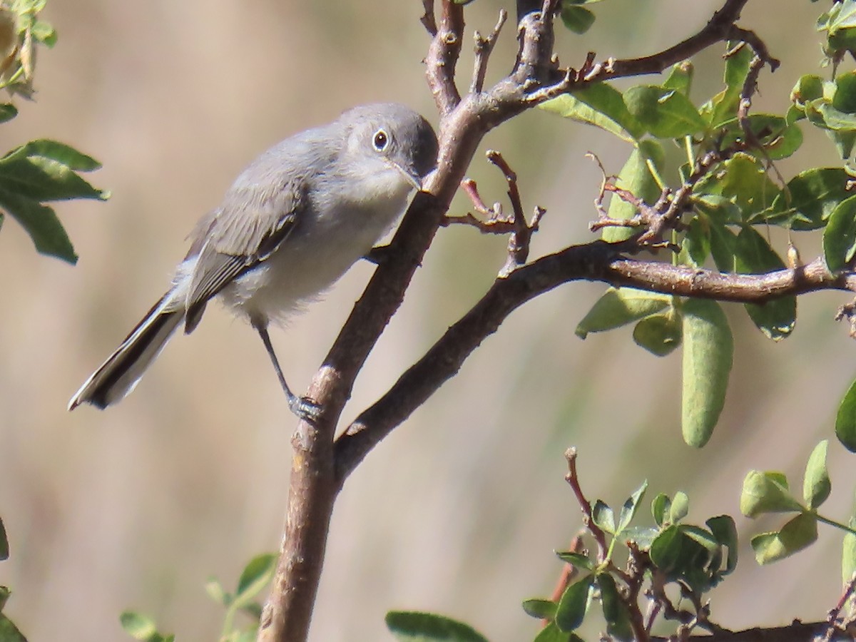Blue-gray Gnatcatcher - ML640527404