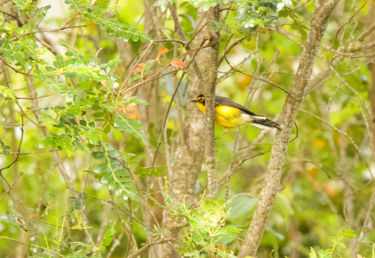 Spectacled Redstart - ML640527406