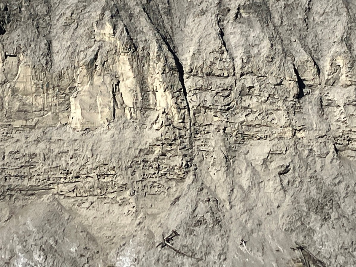 Bank Swallow - ML640527430