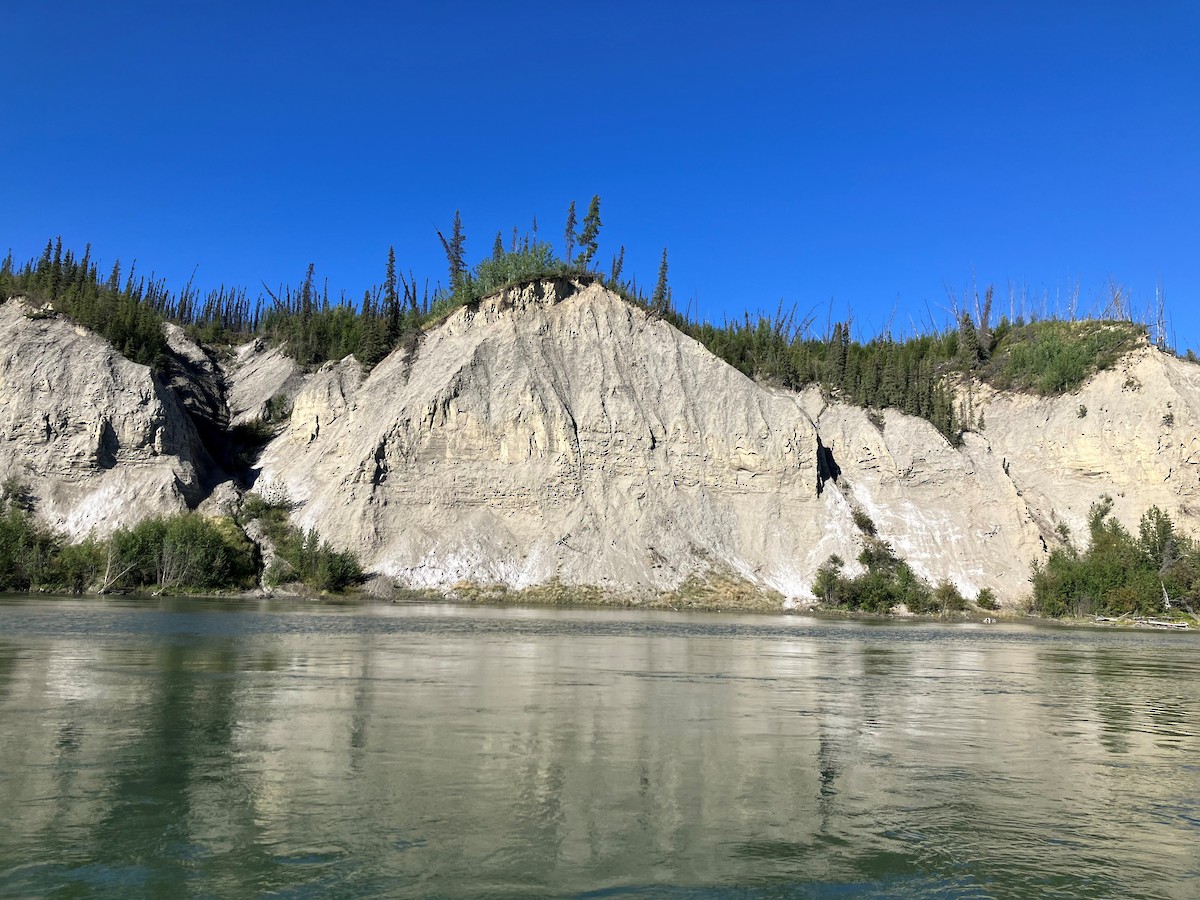 Bank Swallow - ML640527431