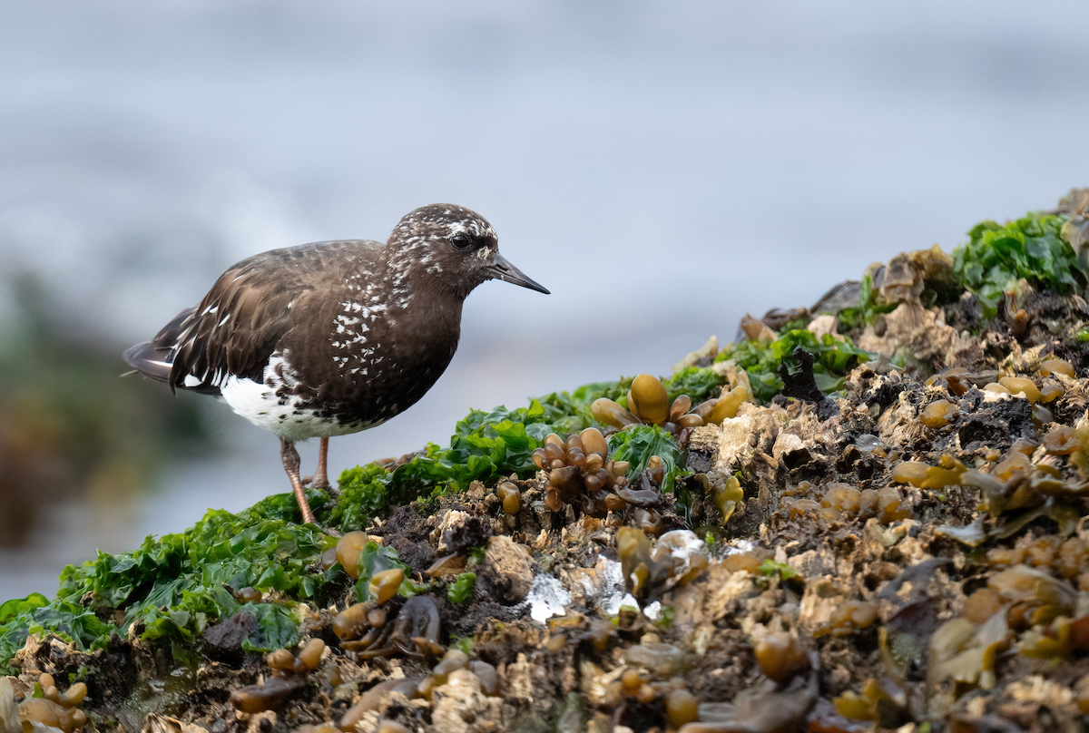 Black Turnstone - ML640527453