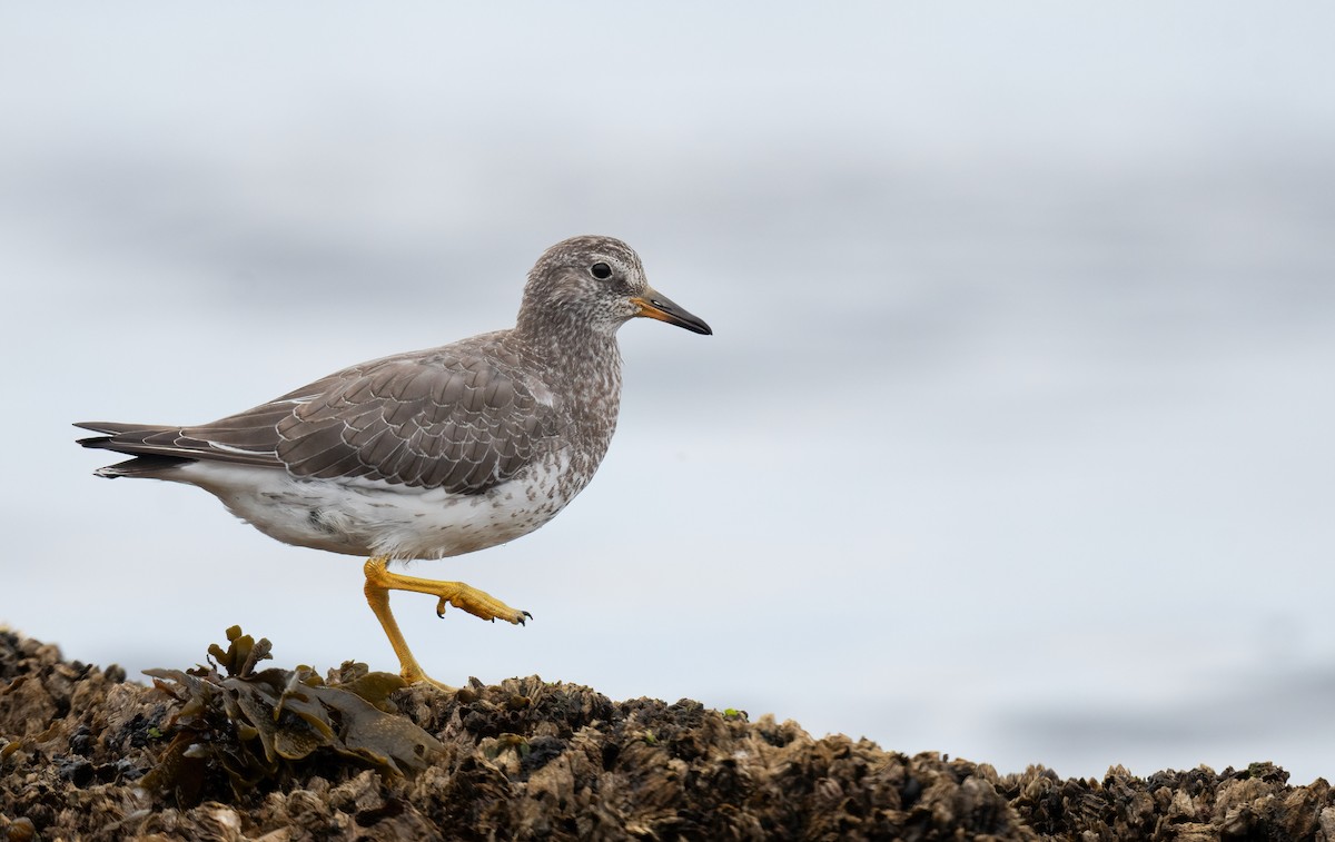 Surfbird - ML640527465