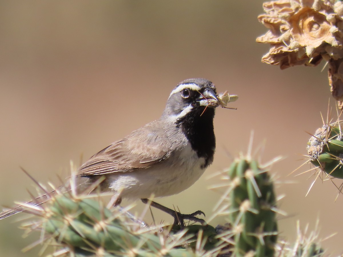 Black-throated Sparrow - ML640527466