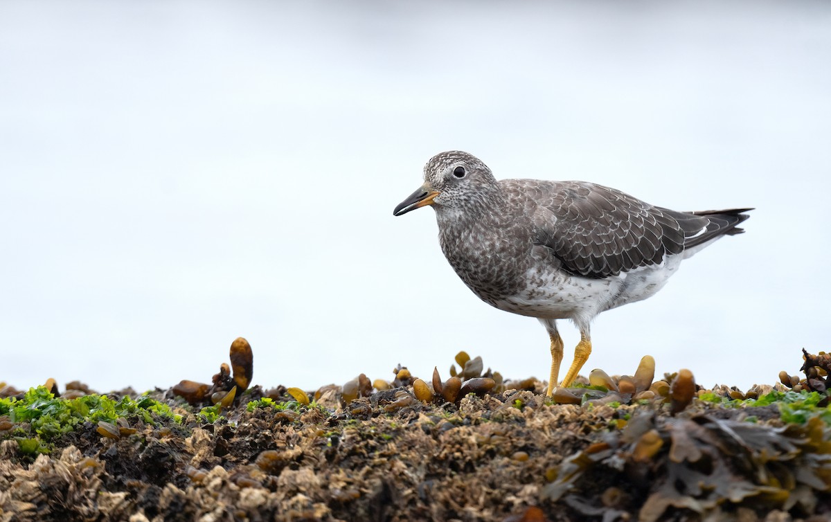 Surfbird - ML640527473