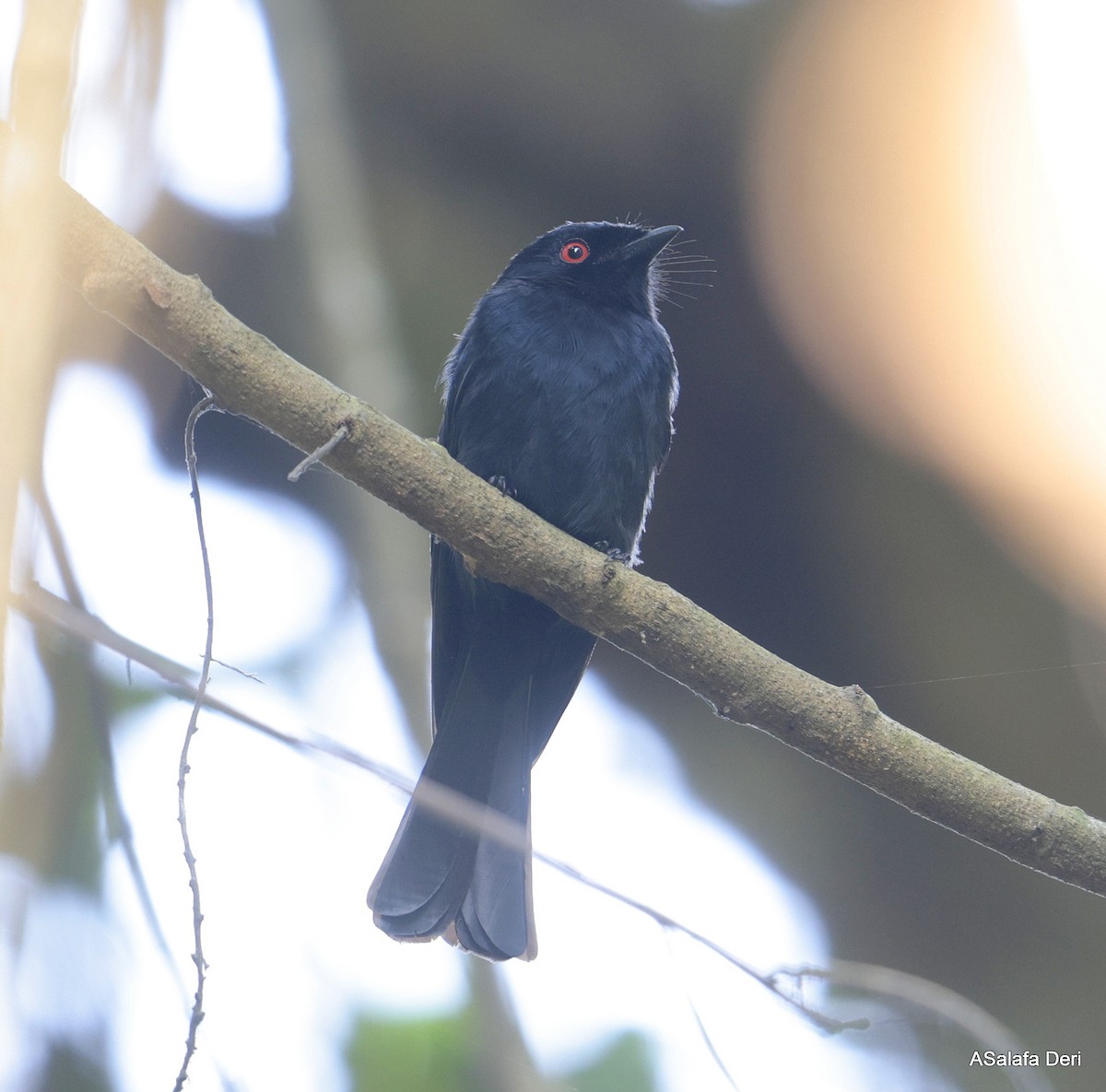 Sharpe's Drongo (Eastern) - ML640527579