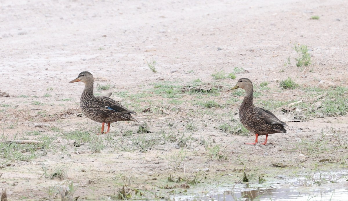 Mexican Duck - ML640527585
