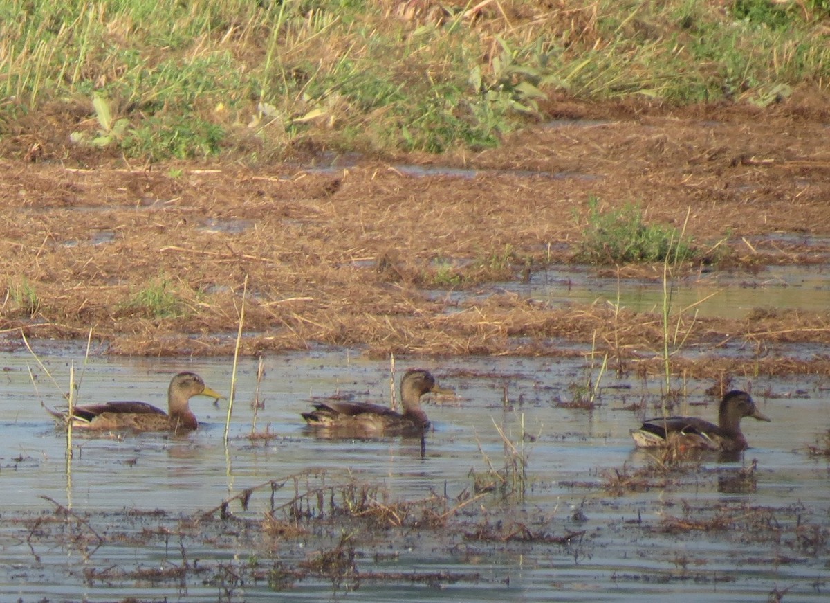 Зэрлэг нугас - ML640527591