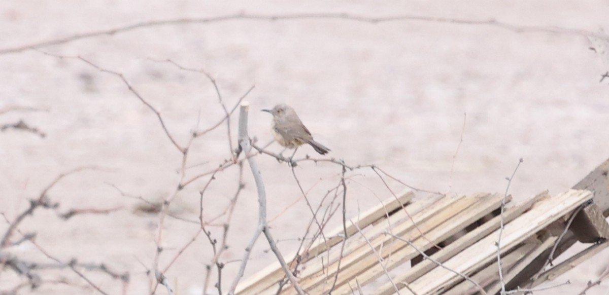 Bendire's Thrasher - ML640527592