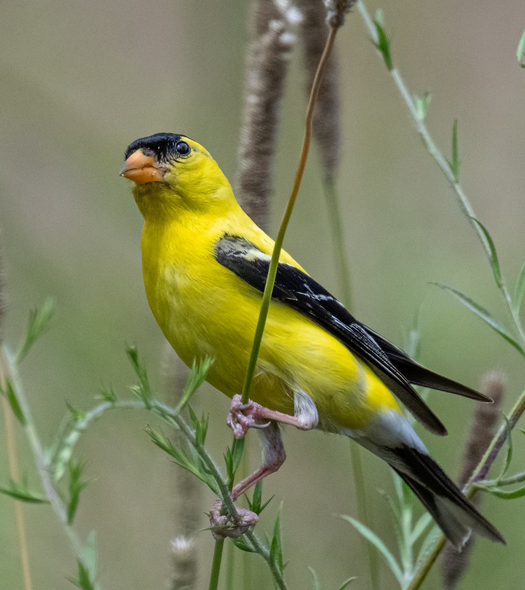 American Goldfinch - ML640527599