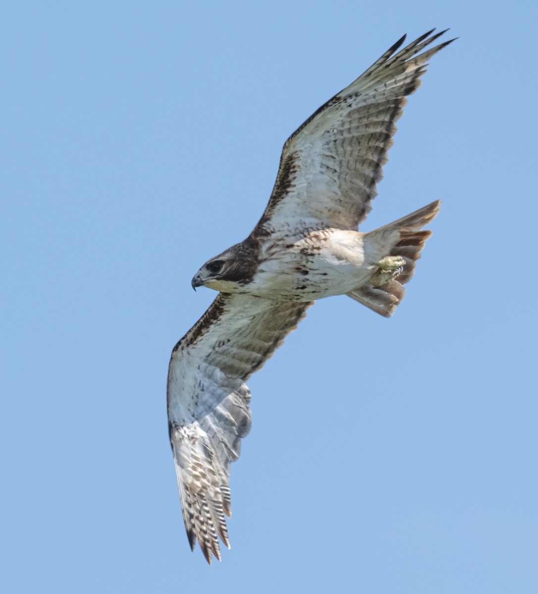Red-tailed Hawk - ML640527626