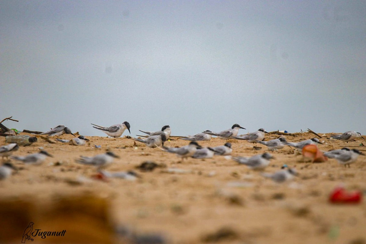 アジサシ - ML640527631