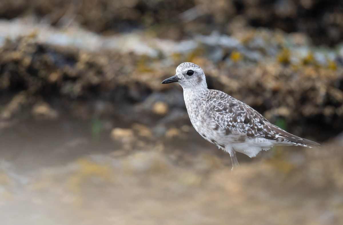 Black-bellied Plover - ML640527649