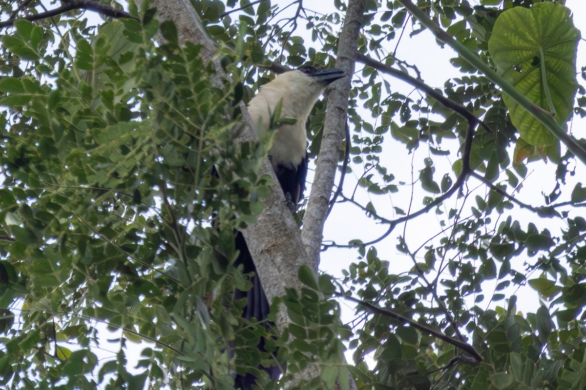 Pied Coucal - ML640527667