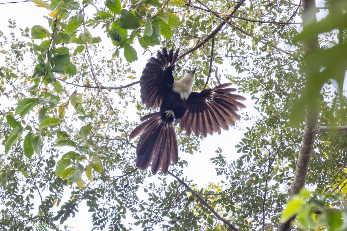Pied Coucal - ML640527668
