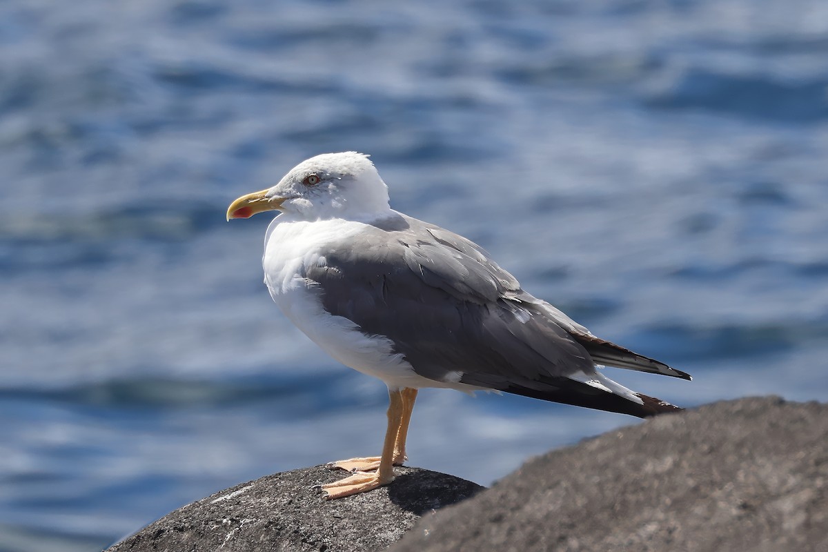 Yellow-legged Gull (atlantis) - ML640527690