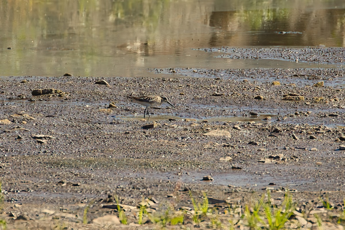 Sürmeli Kumkuşu - ML640527723