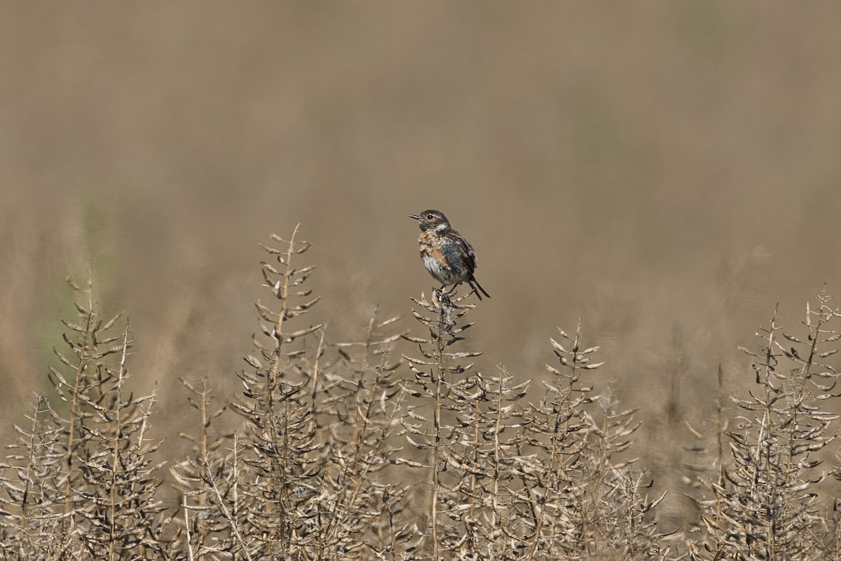 Taşkuşu - ML640527736