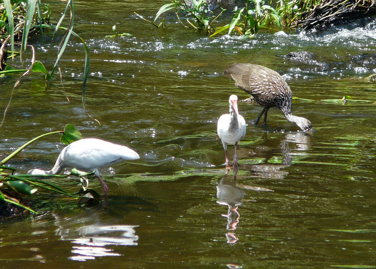 Limpkin - ML640527889