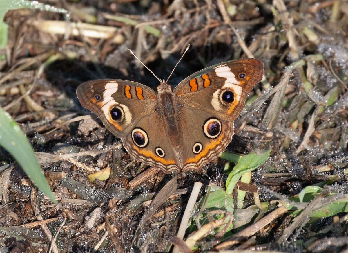 Common Buckeye - ML640527970