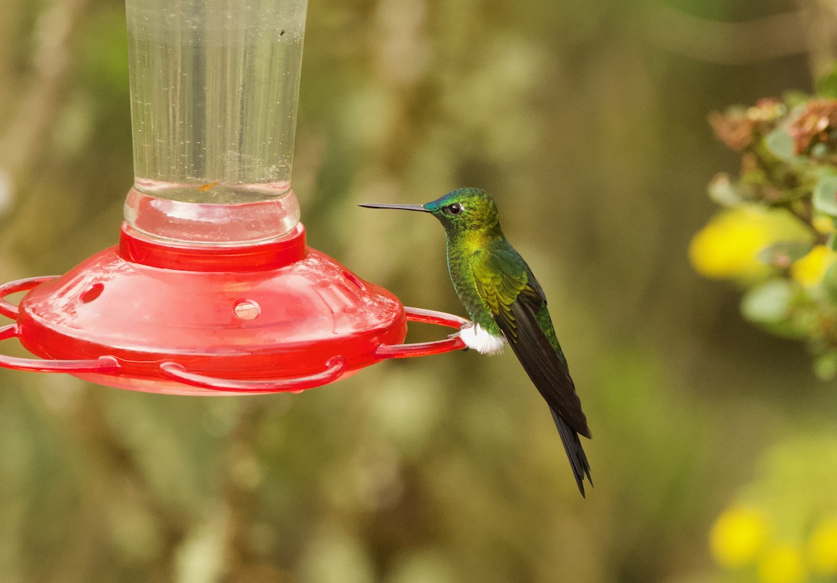 Sapphire-vented Puffleg (Sapphire-vented) - ML640527978