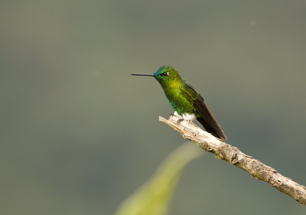 Sapphire-vented Puffleg (Sapphire-vented) - ML640527980