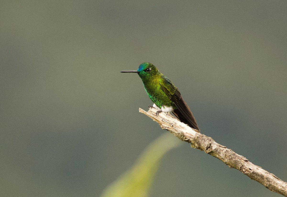 Sapphire-vented Puffleg (Sapphire-vented) - ML640527981