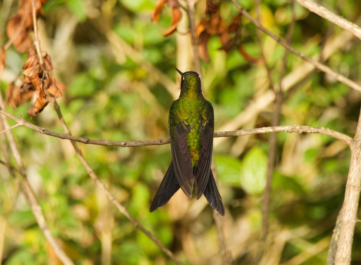 Sapphire-vented Puffleg (Sapphire-vented) - ML640527982