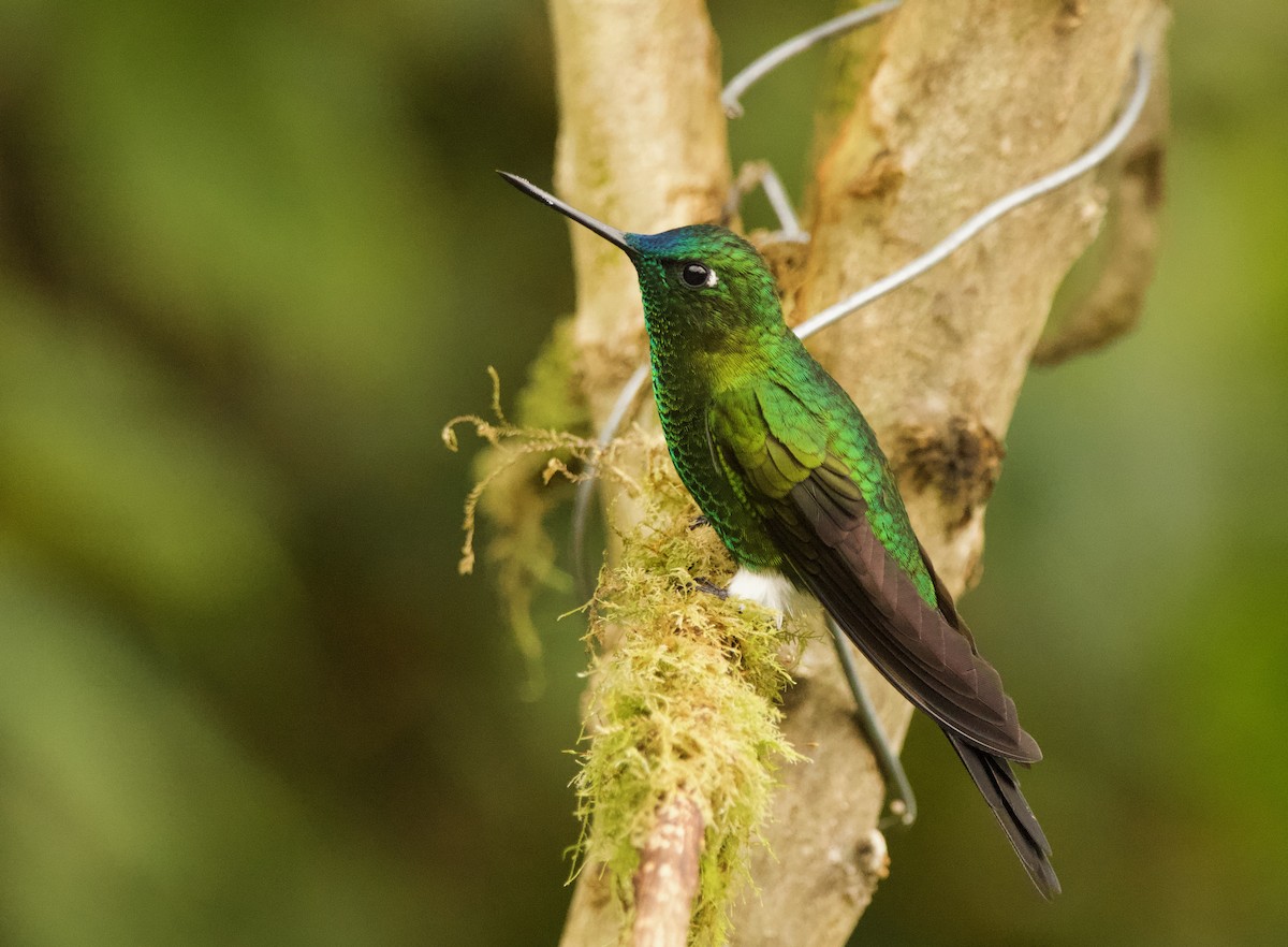 Sapphire-vented Puffleg (Sapphire-vented) - ML640527983