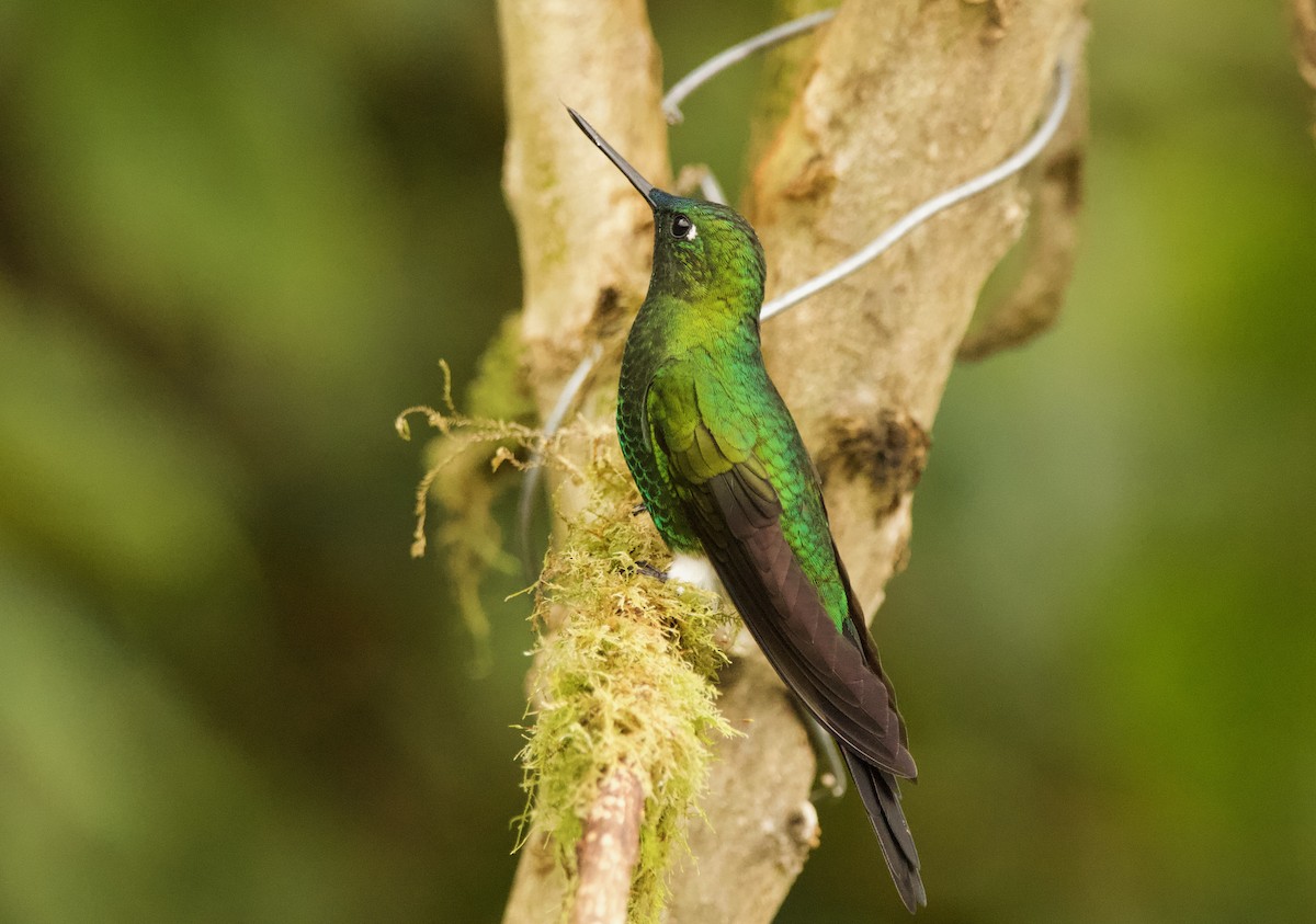Sapphire-vented Puffleg (Sapphire-vented) - ML640527984