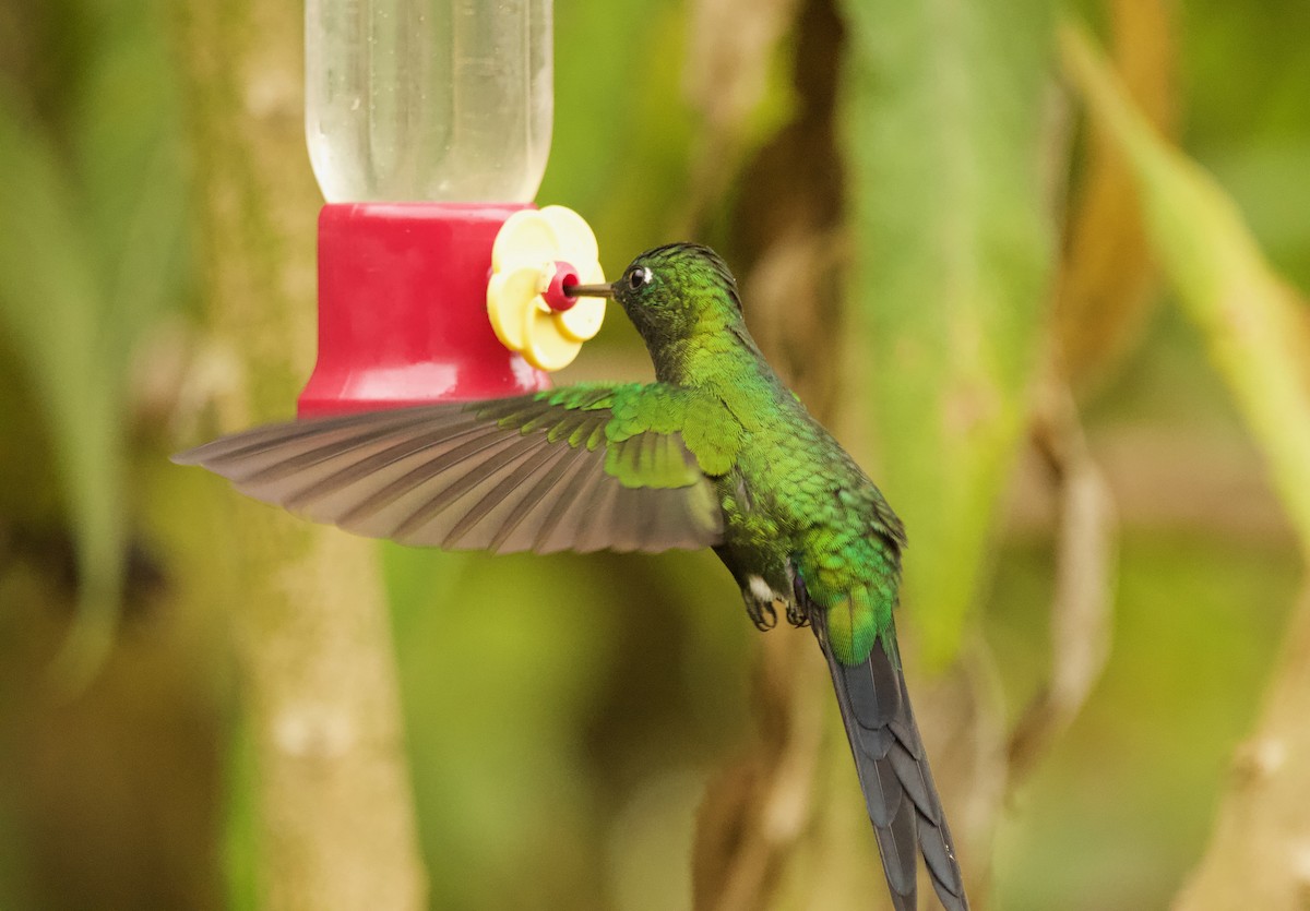Sapphire-vented Puffleg (Sapphire-vented) - ML640527985